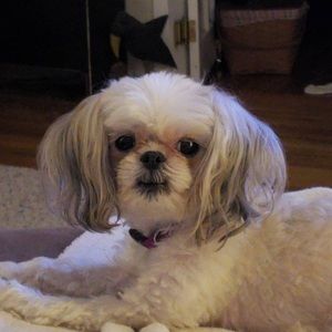 Meet your Posher, Alexa